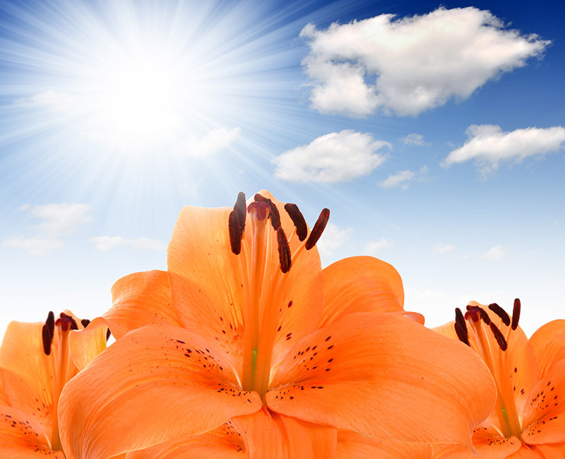 flowers  / versatile flowers 