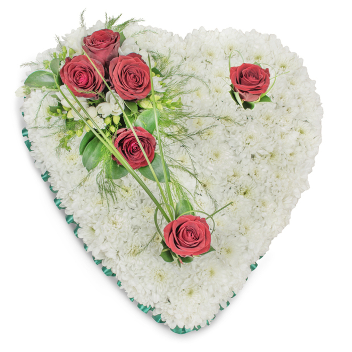 A classic heart-shaped sympathy tribute, photographed on a plain white ground, built entirely from small, immaculate white chrysanthemums that form a dense, cushion-like surface. The chrysanthemums' compact heads are arranged to create a seamless white plane that conveys purity and repose beneath a soft overhead light that reveals gentle sculpted shadows. On the upper left a poignant cluster of three deep red roses rests against the white, their velvety petals open and rich with colour; they sit within a mix of glossy green foliage, fine ferny fronds and arching blades of bear grass that add graceful movement. Two additional red roses are placed with careful balance - one toward the upper right curve and another at the heart's lower point - each accompanied by minimal green accents and tiny white filler flowers that add delicate interest without breaking the simplicity. The whole heart is finished with a slim emerald-green satin ribbon that neatly borders the shape, its subtle sheen lending an air of dignity. The scent of the roses is faintly sweet against the cool, clean aroma of chrysanthemum, producing a composed, consoling presence. As prepared by Cheam Flowers for families across Sutton and Worcester Park, this arrangement is crafted to express enduring affection and solemn respect, suitable for funerals or memorial tables in village chapels and local crematoria. The overall effect is calm, reverent and carefully balanced - a statement of love and remembrance delivered with understated florist skill and local sensitivity.