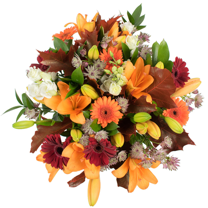 A lush, elevated view of a hand-tied autumnal bouquet, its colours and textures playing like a small harvest festival. Several prominent orange Asiatic lilies, fully bloomed and satiny, radiate from the centre while numerous small buds in fresh green and pale orange sit ready to open, adding layered depth. Surrounding the lilies are bright orange Gerbera daisies and rich burgundy gerberas, each with a clear, dark center that grounds the composition with rustic cheer. Soft, ivory Lisianthus with ruffled, layered petals drift through the arrangement, offering moments of tenderness against the stronger tones. Fine, star-shaped Astrantia in muted purple and lavender provide a delicate, lace-like filler that contrasts with the bold shapes of the lilies and gerberas and introduces an airy, storybook quality. Large, lobed leaves in warm reddish-brown and chestnut are artfully placed to echo the feel of fallen oak leaves collected on a stroll near Cheam's local paths, their textured edges and veins adding a seasonal signature. Interspersed glossy green leaves and slender stems lend freshness, ensuring the bouquet remains vibrant rather than heavy. Shot on a stark white background with bright, even lighting, every petal, vein and tiny dew-like sheen is visible - a testament to careful floral craft. The arrangement feels abundant, celebratory and comforting: perfect for a Thanksgiving centrepiece, an autumn birthday, or as a thoughtful gift to bring the grounded warmth of the season into a home in Cheam or the surrounding Sutton neighbourhoods.