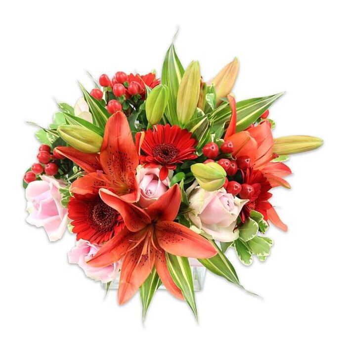Against a stark white field this hand-tied bouquet presents a luxurious study in warm hues and layered textures, the kind of arrangement customers in Cheam frequently request for milestone celebrations. Several large Asiatic lilies in a vivid orange-red dominate the composition; their broad petals curl and sometimes show delicate dark speckling, while exposed stamens and unopened buds add botanical detail and a sense of motion. Around these dramatic lilies sit deep crimson Gerbera daisies, their many narrow petals radiating from almost black centers to create a bold, cheerful counterpoint. Soft, pale pink roses are sprinkled through the design-some in tight, velvety buds, others in looser rosettes-bringing a gentle, romantic softness against the fierier tones. Small clusters of bright red hypericum berries provide jewel-like accents, their glossy, rounded forms contrasting with the smooth rose petals and the paper-like lily blooms. A rich assortment of greenery-broad solid leaves, slender pointed lily foliage, and a few variegated sprays-fills and frames the bouquet for a full, rounded silhouette that feels both abundant and controlled. The overall effect is warm and celebratory, with a subtle spicy-sweet lily perfume implied by the visual. As a local florist in the Sutton and Cheam area, Cheam Flowers often composes this combination for anniversaries, birthday tributes, or to cheer a home near Cheam High Street or Nonsuch Park; it reads as carefully chosen, freshly arranged, and made to leave a lasting impression.