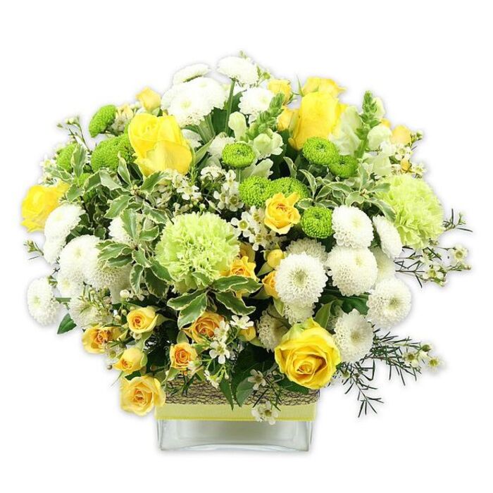 A stunning, dome-shaped bouquet in a low, clear square glass vase bursts with harmonious tones of yellow, lime green, and white, providing a vivid focal point against its uncluttered white background. Dominating the design are soft, golden yellow roses, some fully open in wide rosettes, others only half-unfurled, bringing a sense of natural progression and movement. Interlaced among them, smaller yellow spray roses contribute clusters of petite blossoms, deepening the golden hues and adding intricate layers of texture. White pompom chrysanthemums, with their densely packed, spherical forms, are placed thoughtfully between the roses, lending a plush, cushiony look that feels both luxurious and comforting. Bright lime green button chrysanthemums dot the arrangement like tiny, perfectly round jewels, while larger, frilled pale green blooms-akin to green carnations or certain chrysanthemum cultivars-softly blur the transitions between white and yellow. The bouquet is wrapped in a generous collar of greenery: broad variegated leaves edged in creamy white fan out to frame the blooms, while slender, dark green filler stems weave through the interior, adding depth and subtle contrast. Sprinkled throughout are delicate white filler flowers, each one a tiny star that brings airiness and fine detail to the composition. The stems are visible through the crystal-clear vase, whose middle is encircled with a tactile band of woven natural fibre, topped with a soft pale yellow or lime ribbon, uniting the colours of the flowers above. This fresh and elegant arrangement, crafted in the style favoured by Cheam Flowers, would feel right at home as a centrepiece for a family lunch near Cheam Village, a thoughtful congratulations gift delivered to a home off London Road, or an uplifting accent for a local office, conveying warmth, optimism, and an easy sense of celebration.