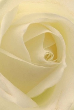 This intimate floral portrait pulls you into the tranquil soul of a white rose, brilliantly captured in Cheam's distinctive morning light. Every petal, elegantly swirled towards the core, boasts a delicate translucency, layered in tones of ivory and pale cream with subtle hints of lemon near the center. The texture is lush and velvety, inviting gentle touch, while diffused sunlight-much like that found along The Broadway in Cheam-casts a soft radiance that accentuates the bloom's natural beauty. Shadows are understated and gentle, allowing the flower's form to communicate calm and sophistication. The overall impression is one of quiet celebration or heartfelt reflection-a floral gesture suitable for anniversaries, condolences, or the start of something new. The artistry is unmistakable: each petal precisely placed, embodying the elegance and care characteristic of Cheam's local florists. The scent hovers in the imagination, sweet and subtle, evoking moments of comfort in the homes and gatherings throughout Cheam. In this single rose, one finds a perfect balance of purity and resilience, a silent emblem of grace that speaks profoundly without words, ready for delivery to any special corner of the community.